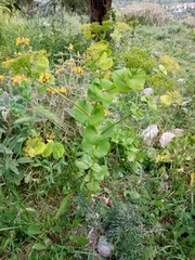 Smyrnium perfoliatum rotundifolium