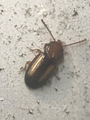 Laemophloeus terminalis