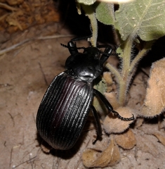 Eleodes acuta