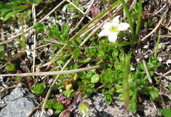 Arenaria biflora