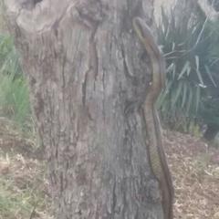 Elaphe quatuorlineata