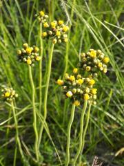 Crepis praemorsa