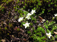 Arenaria biflora