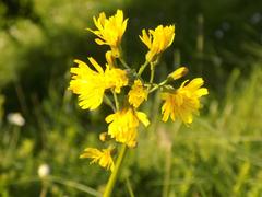 Crepis praemorsa