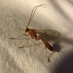 Tryphoninae