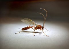 Tryphoninae
