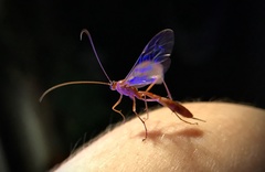 Tryphoninae