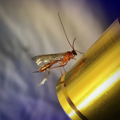 Tryphoninae