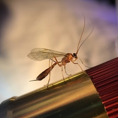 Tryphoninae