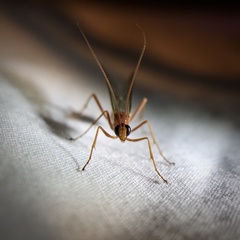 Tryphoninae