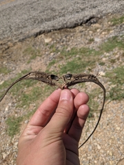 Proboscidea louisianica