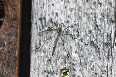 Bittacomorpha occidentalis