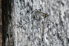 Bittacomorpha occidentalis