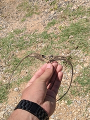 Proboscidea louisianica