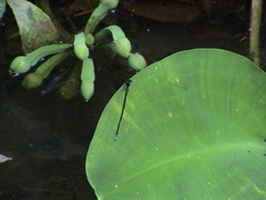 Pseudagrion pruinosum