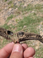 Proboscidea louisianica