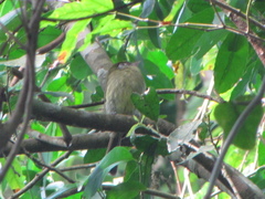 Rhynchocyclus brevirostris