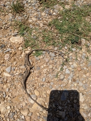 Proboscidea louisianica