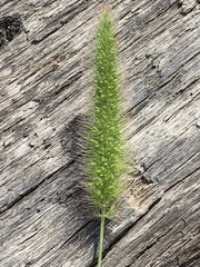 Setaria