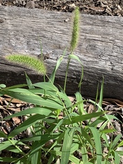 Setaria