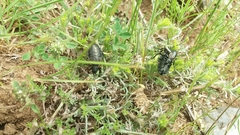 Arima marginata