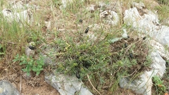 Arima marginata