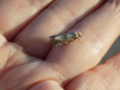 Morophaga choragella