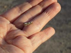 Morophaga choragella