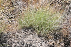 Festuca idahoensis