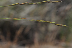Festuca idahoensis