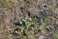 Balsamorhiza serrata