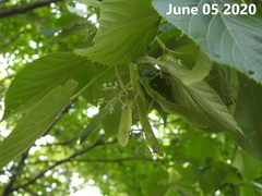 Tilia mandshurica