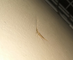 Didymocorypha lanceolata