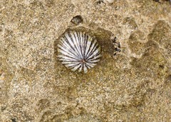 Siphonaria funiculata