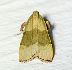 Basacallis tarachodes