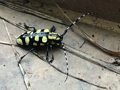 Anoplophora horsfieldii