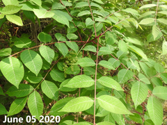 Toxicodendron trichocarpum