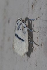 Comocritis cyanobactra