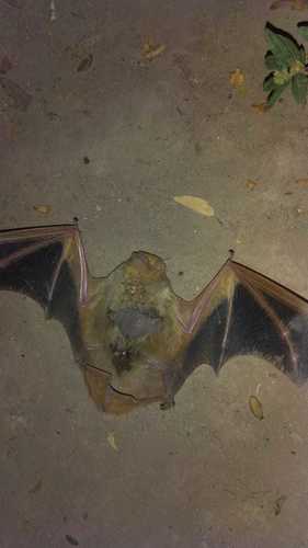 Western Yellow Bat