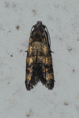 Chlidanotinae