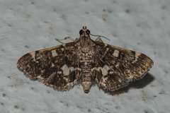 Piletocera sodalis