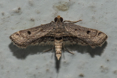 Sufetula
