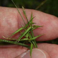 Carex collinsii