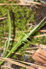 Carex collinsii