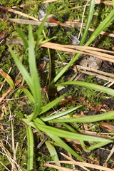 Carex collinsii