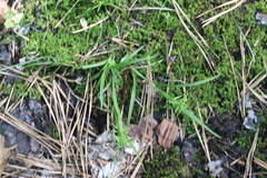 Carex collinsii