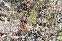 Balsamorhiza serrata