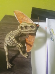 Protambulyx strigilis