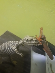 Protambulyx strigilis