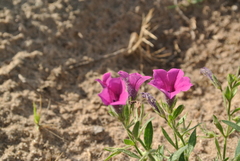Petunia integrifolia